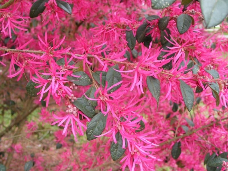 Loropetalum chinense 'China Pink'