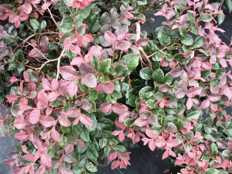 Loropetalum chinense Black Pearl - J Parker Dutch Bulbs