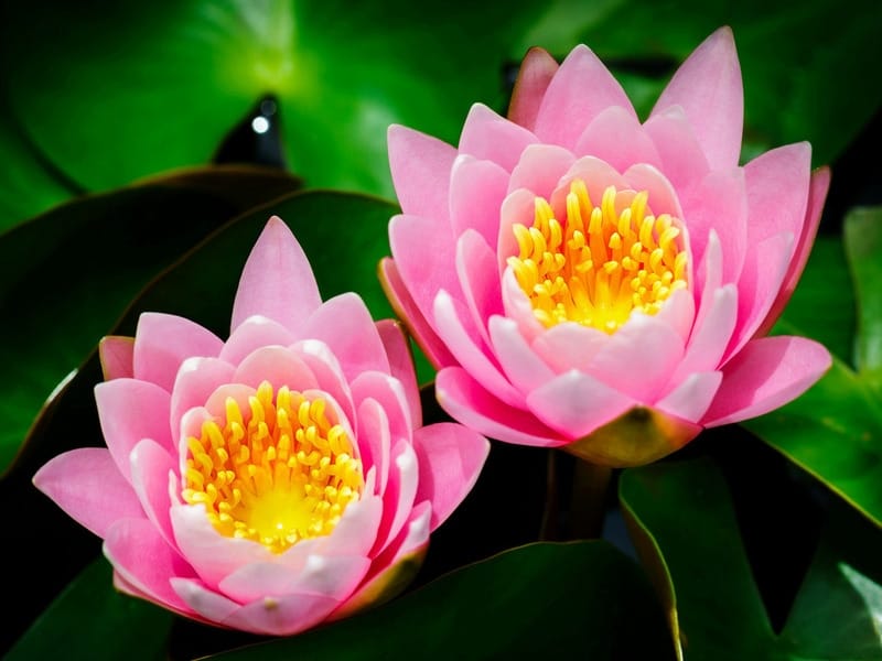 Lotus Flower by Real444