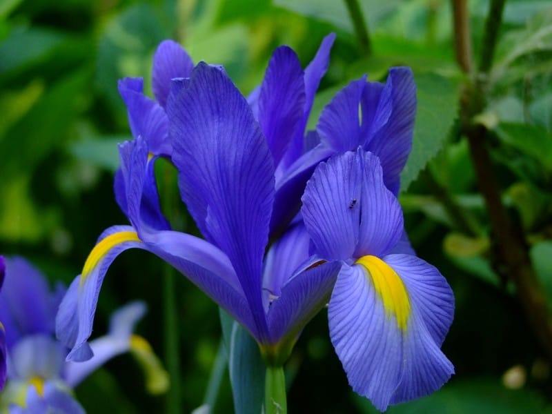 Lovely Blue  Yellow Dutch Iris Bulbs For Sale Online - Telstar – Easy To  Grow Bulbs