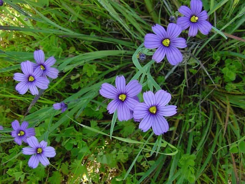 Lucerne Blue-Eyed Grass - Jackson  Perkins