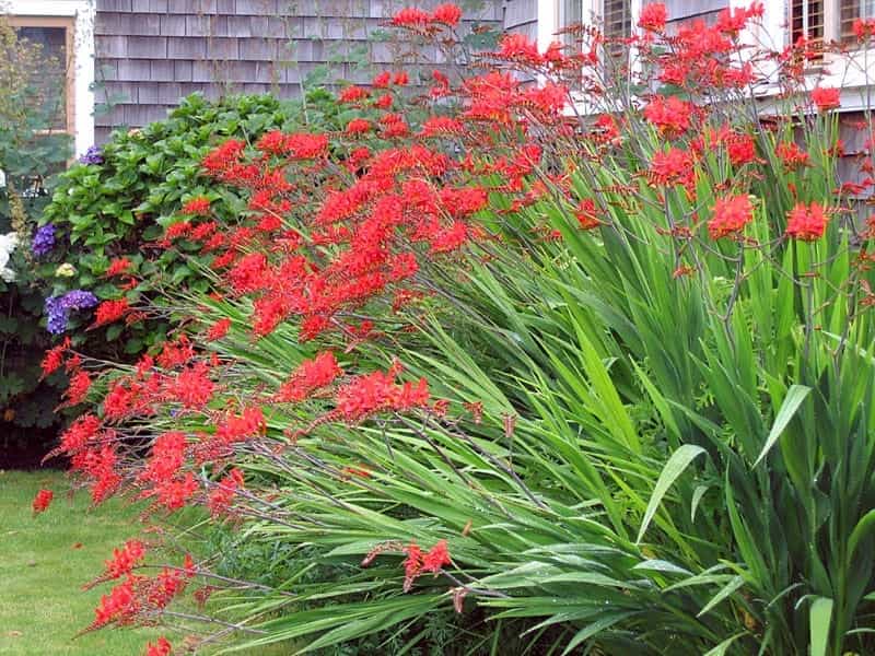 Lucifer' Crocosmia - Montbretia - ButterflyBushes.com