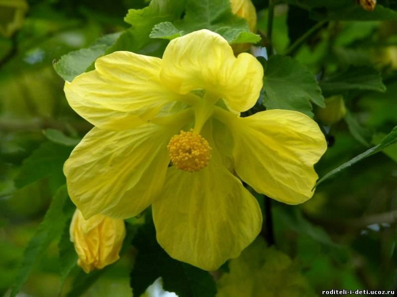 Lucky Lantern Tangerine Abutilon Plant - Free Shipping