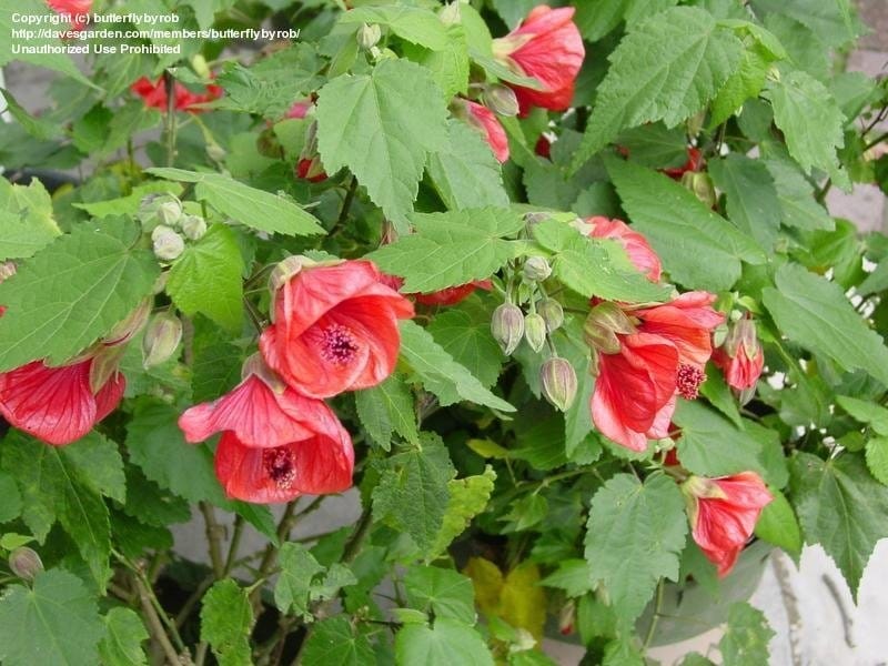 Lucky Lantern Yellow Abutilon Plant - Free Shipping