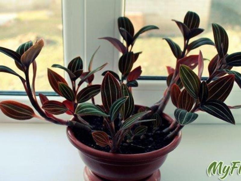 Ludisia Discolor -Black Jewel Orchid – In Succulent Love