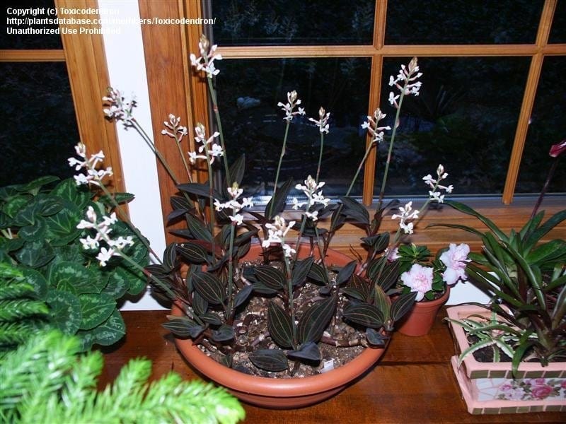 Ludisia Discolor – Jewel Orchid – Overgrown Plantshop