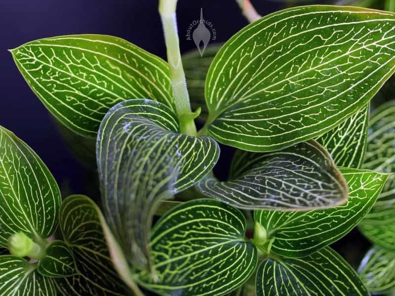 Ludisia Discolor Black Jewel Orchid Opening Stock Photo (Edit Now) 5618758