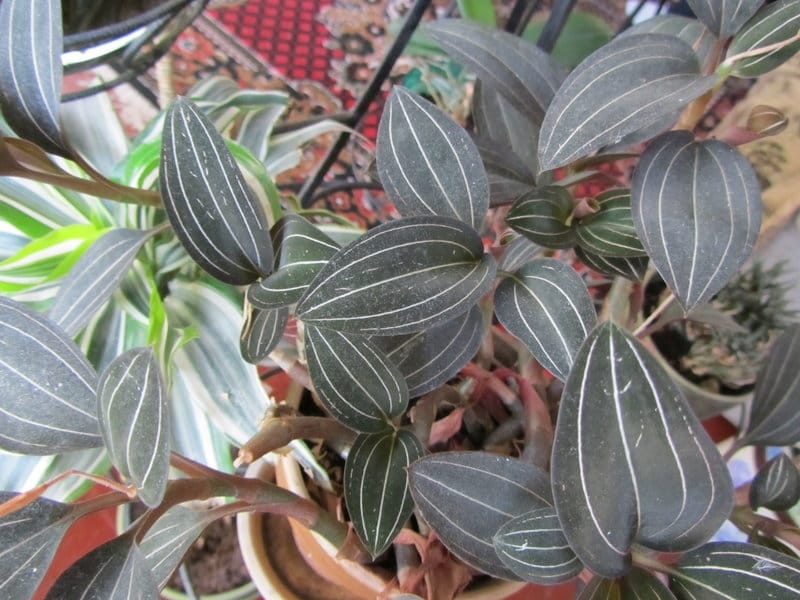 Ludisia discolor - Jewel Orchid (2\