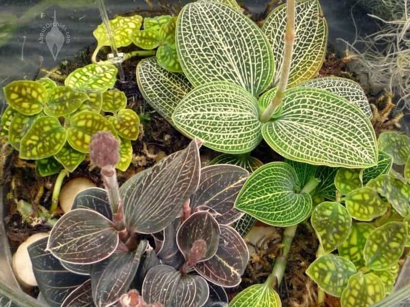 Ludisia discolor (Jewel Orchid) Houseplant Care — 217 of 365 - YouTube
