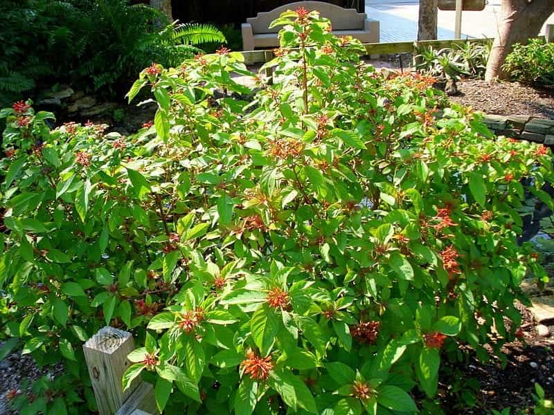 MEXICAN FIREBUSH AKA HUMMINGBIRD BUSH, 3G - Growers Outlet Willis Texas