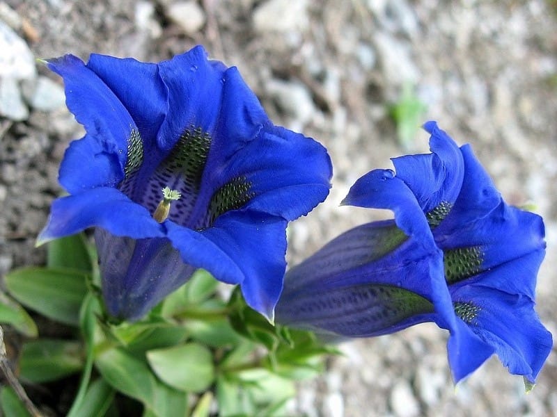 Macro Photo Blue Star Flower Isotoma Fluviatilis Stock Photo by ©ChWeiss  385515636