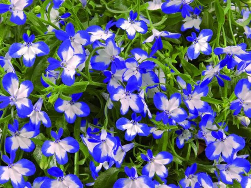 Macro Photo Blue Star Flower Isotoma Fluviatilis Stock Photo by ©ChWeiss  385515820