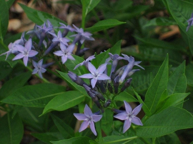 Macro Photo Of A Blue Star Flower, Isotoma Fluviatilis. Stock Photo,  Picture And Royalty Free Image. Image 149786115.