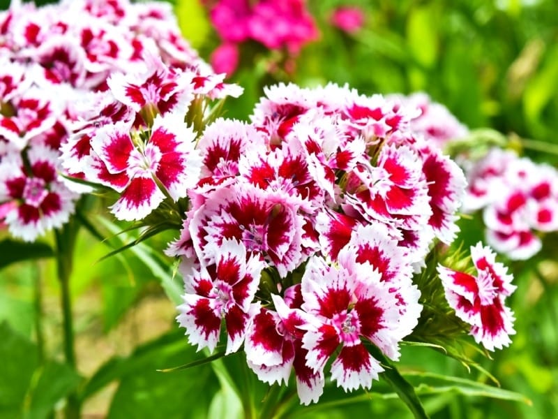 Macro photo of Sweet William Dianthus barbatus Selective focus - stock  photo - Crushpixel