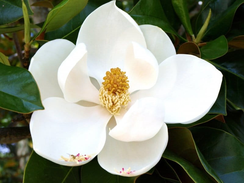 Magnolia Bloom Wallpaper • White Floral Wallpaper • Milton  King USA