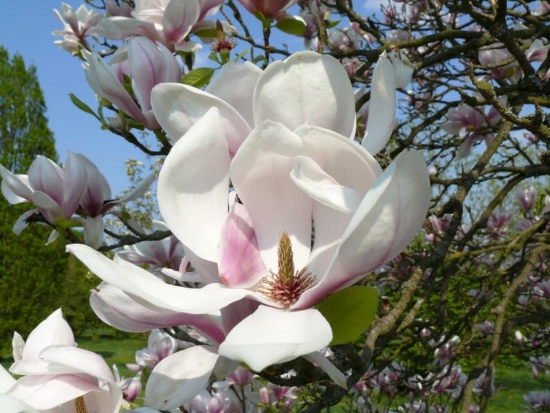 Magnolia Flowers, Types of Magnolia Trees  Planting Tips - Flower Magazine