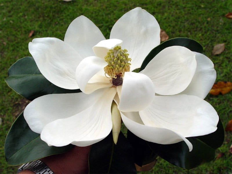 Magnolia Tree Care - How To Grow Healthy Magnolia Trees