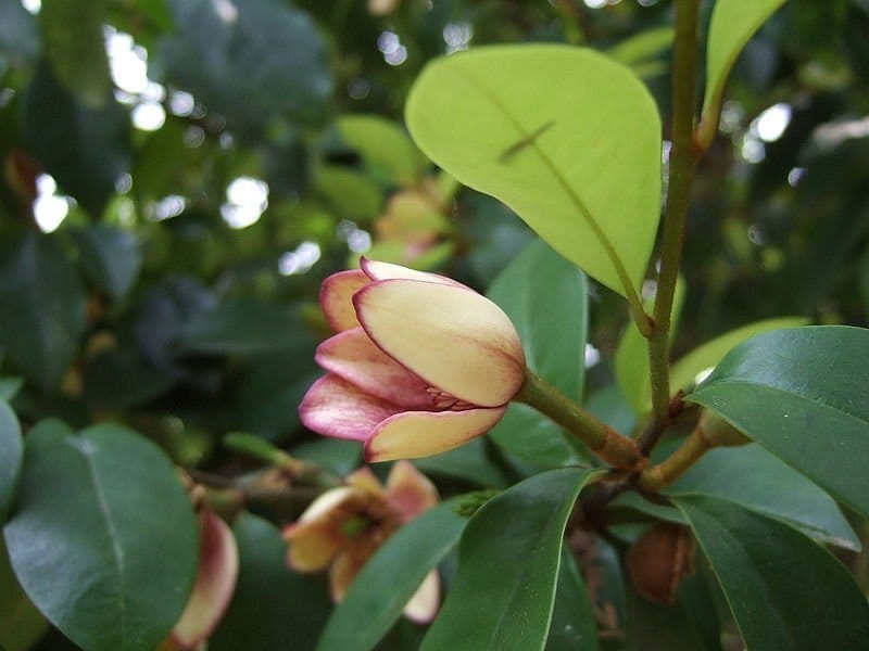 Magnolia figo 'Purple Queen' (Banana Shrub) - World of Flowering Plants