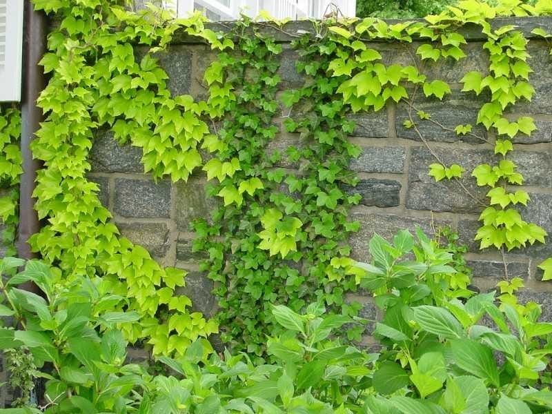 Mahoney's Garden Centers - Cissus Rhombifolia - Grape Ivy - Mahoney's  Garden Centers