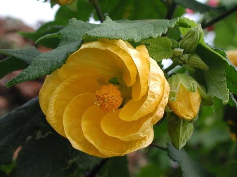Make more flowering maple plants by taking cuttings; here's how to do it  right - Home/Garden - nola.com