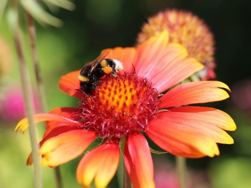 Many Vivid Red and Yellow Gaillardia Flowers, Common Name Blanket Flower,  and Blurred Green Leaves in Soft Focus, in a Garden in a Stock Photo -  Image of natural, bright: 186193642