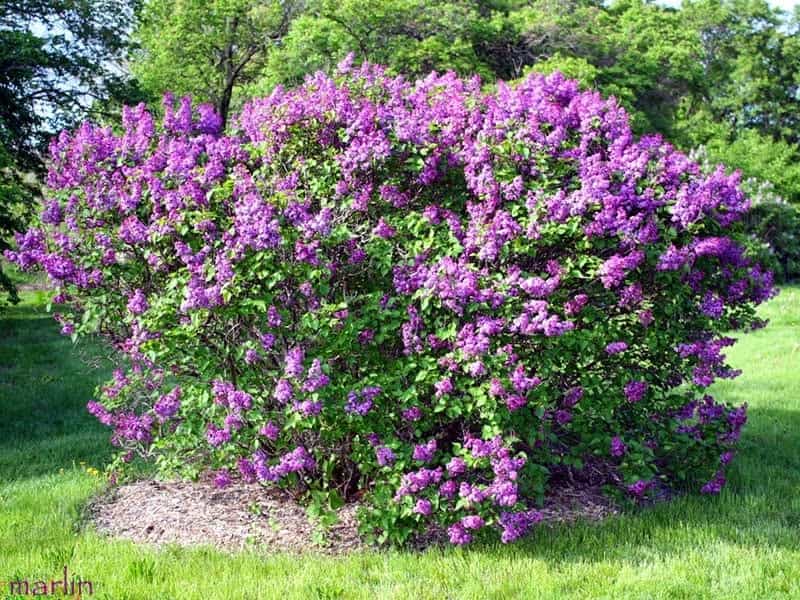 Master Gardener: Taming a lilac bush - SteamboatToday.com