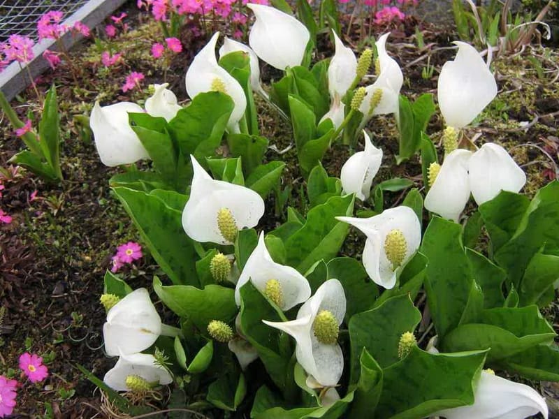 Mazus Reptans - Pond Plant Growers Direct