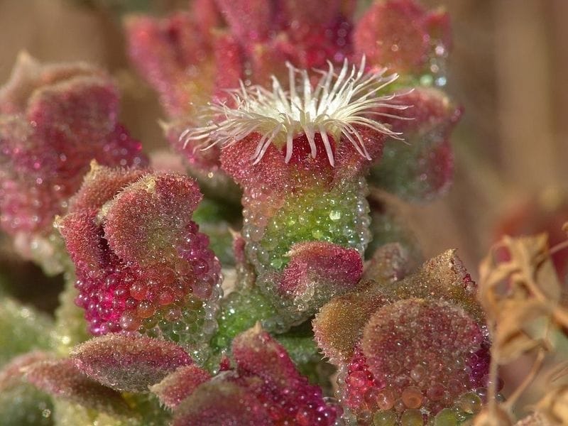 Mesembryanthemum 'Crystal' - Heartleaf Ice Plant - MCG™