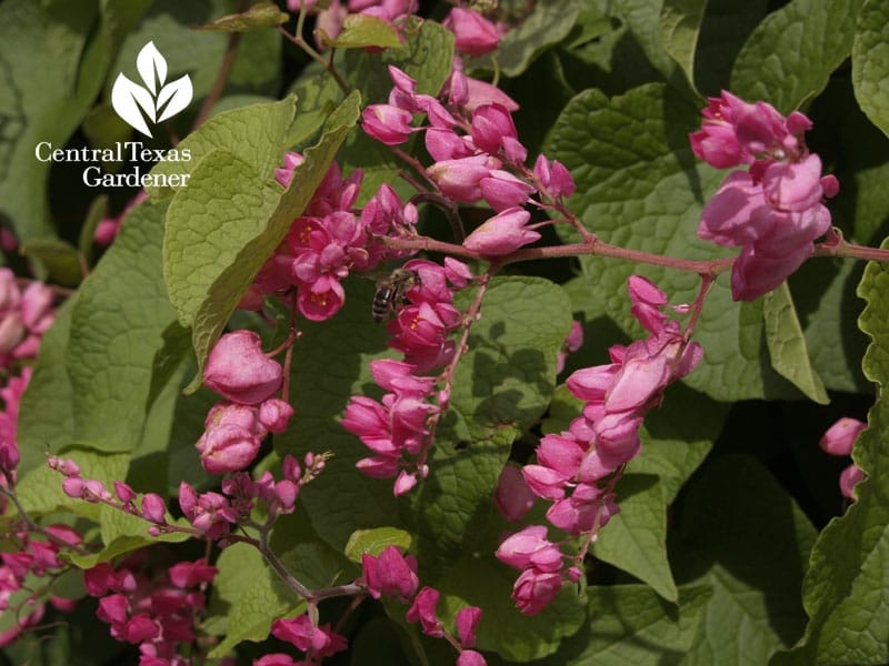 Mexican Creeper or Coral Vine Pink Antigonon Leptopus Stock Photo - Image  of meadow, outdoor: 132090628