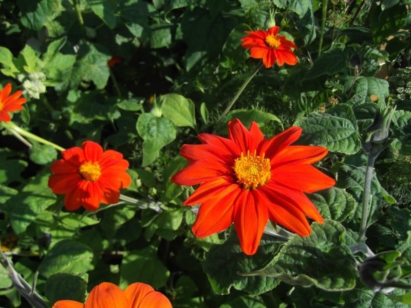 Mexican Sunflower - Local Seeds