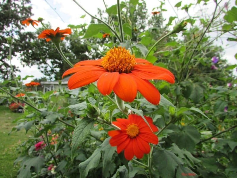 Mexican Sunflower Care - Information About Tithonia Mexican Sunflower Plants