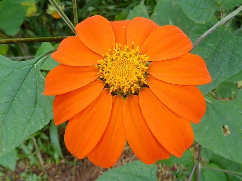 Mexican Sunflower Seeds - Tithonia Yellow Torch Flower Seed