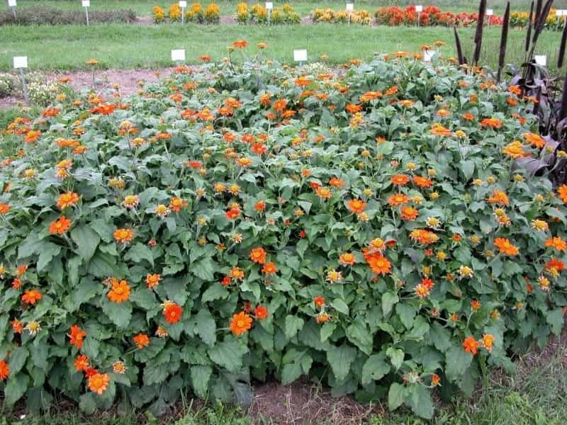 Mexican Sunflowers, Teddy Bear Sunflowers and Other Types - HGTV