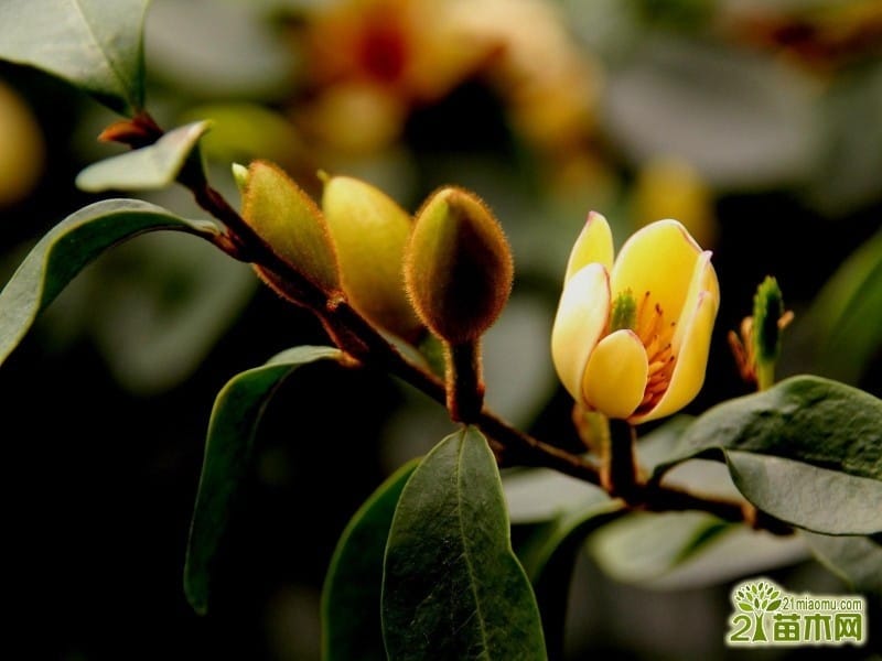 Michelia figo ( Banana shrub) - YouTube