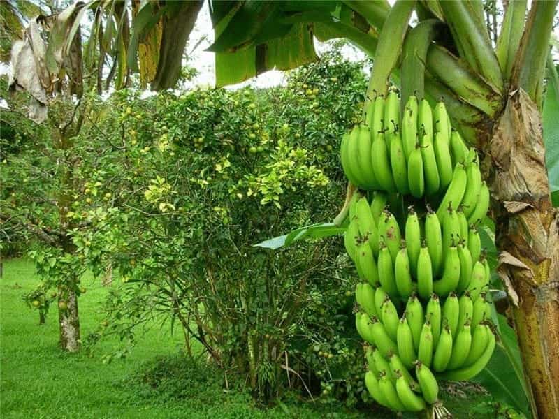 Michelia figo, Banana Shrub Stock Photo - Alamy