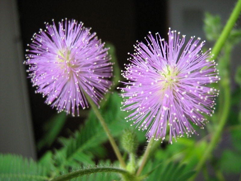 Mimosa Pudica Also Called Sensitive Plant Sleepy Plant Action Plant Stock  Photo by ©alexandrelaprise 456884964