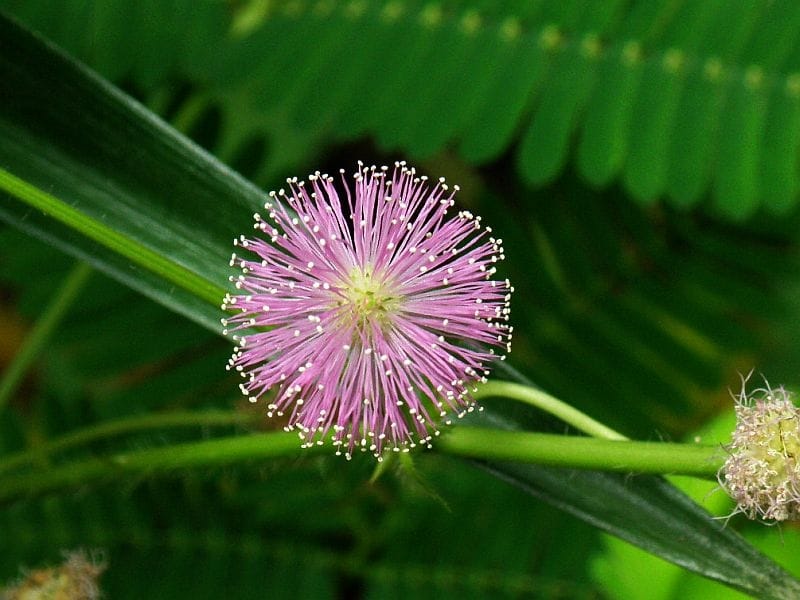 Mimosa Pudica Sensitive Plant Seeds - Sensitive plant, Plants, Planting  seeds