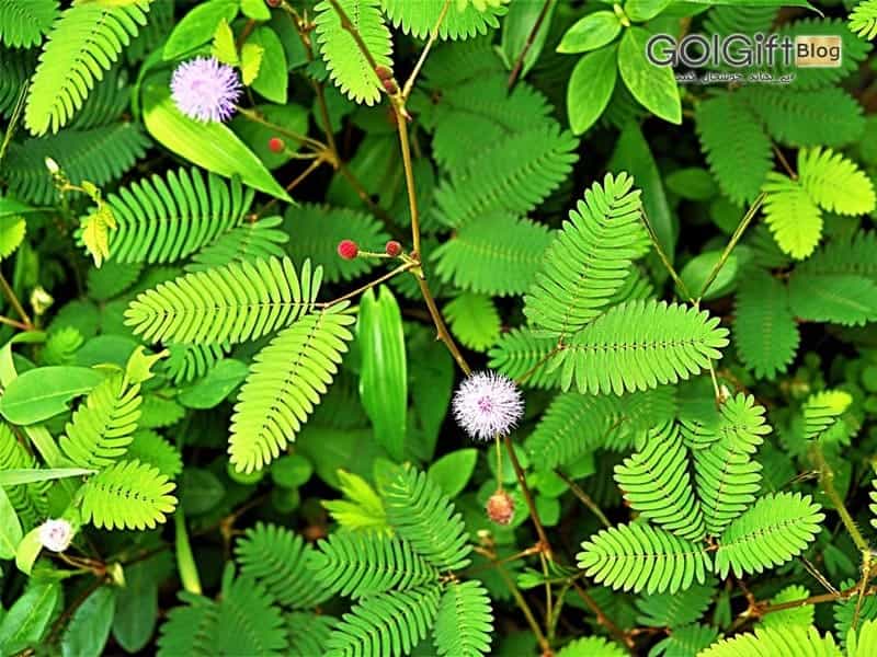 Mimosa Pudica, Also Called Sensitive Plant, Sleepy Plant, Action Plant,  Touch-me-not, Shameplant, Zombie Plant. Stock Photo - Image of flora,  botany: 169583036