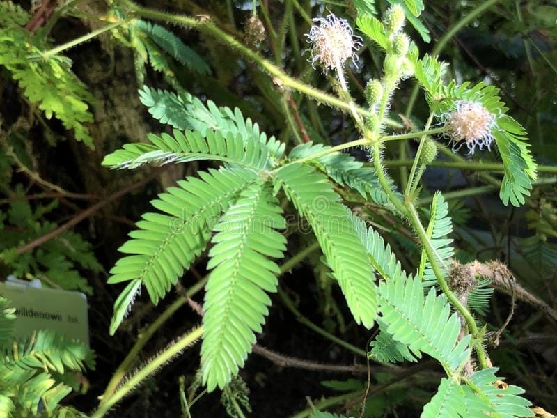 Mimosa diplotricha (Giant Sensitive Plant) - World of Flowering Plants