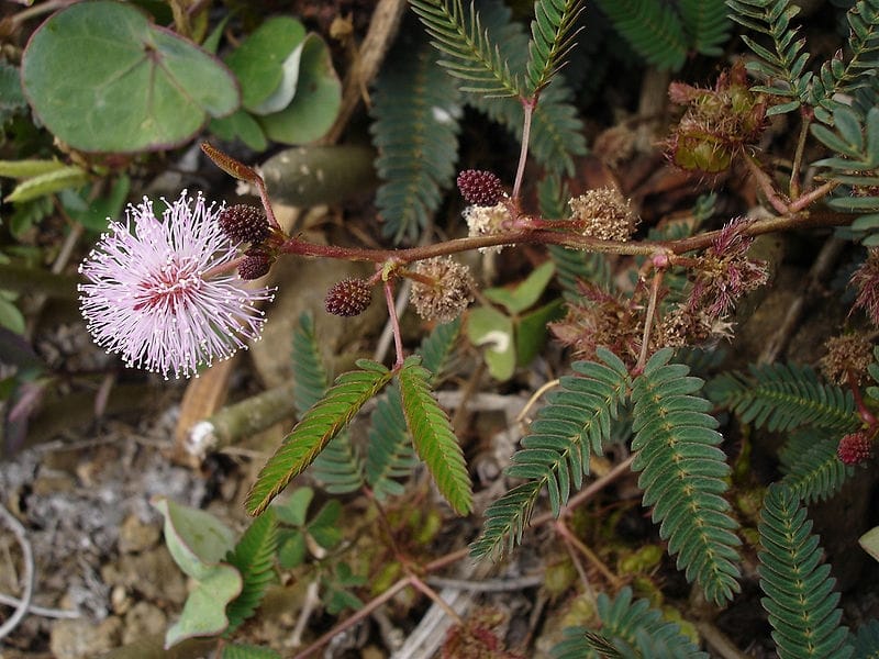 Mimosa pudica (Sensitive Plant) - World of Flowering Plants