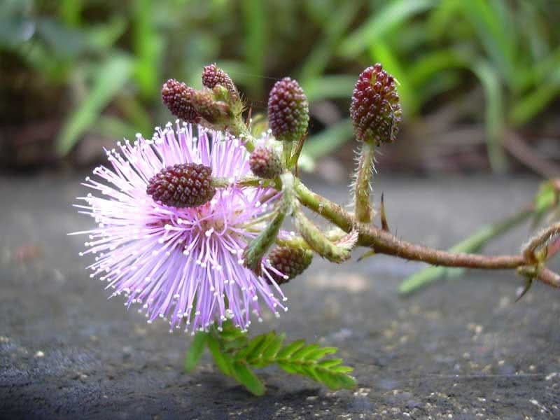 Mimosa pudica plants behaviour plant plants \
