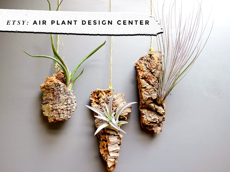 Mind-Blowing Buying Air Plants Tips Ideas That You Need To See (PHOTOS) -  Decoratorist