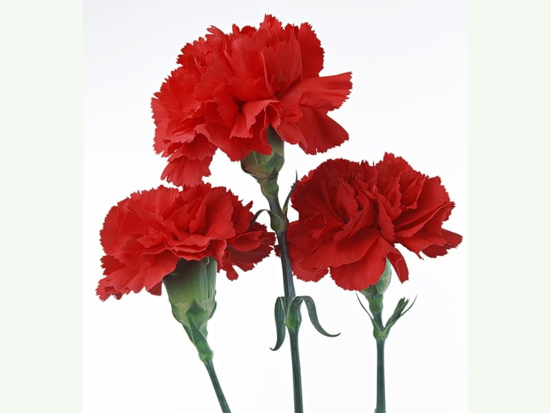 Mini Carnations - Albuquerque Florist