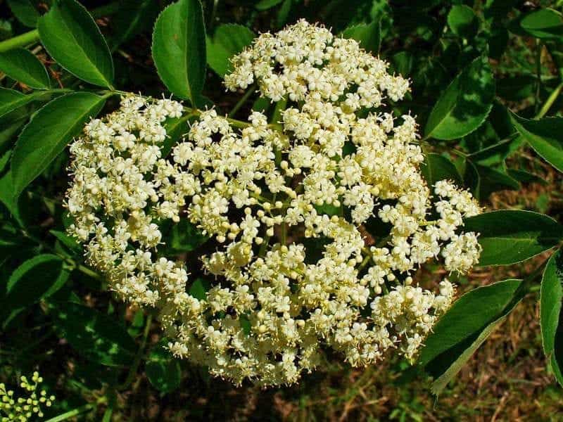 Missouri Black Elderberries on Stems Stock Photo - Image of flora, food:  195548530