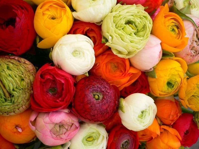 Mixed Coloured Ranunculus Bulbs — Buy Mixed 'Persian Buttercups' online at  Farmer Gracy UK