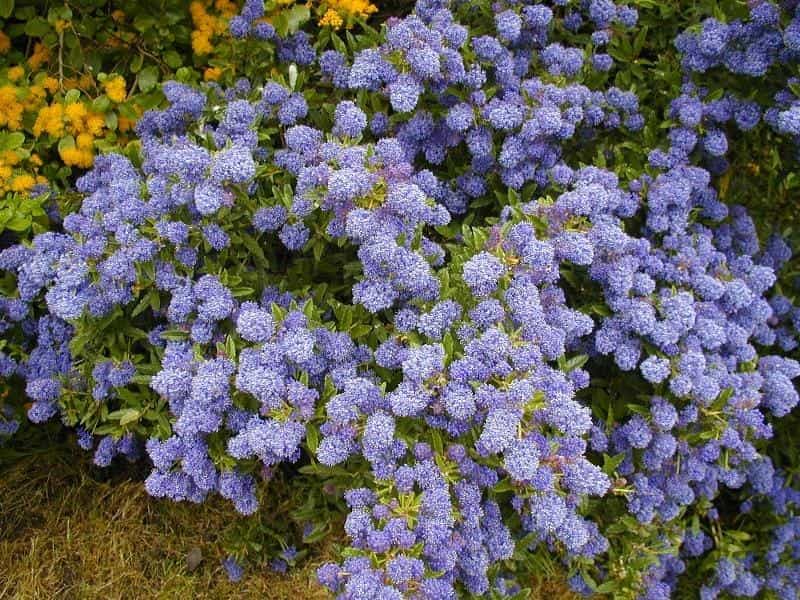 Mixed Flowering Hedge Shrubs - GardenersDream