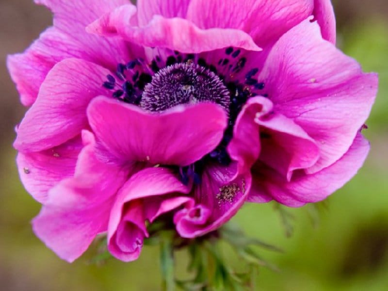 Mixed anemone flowers Royalty Free Vector Image