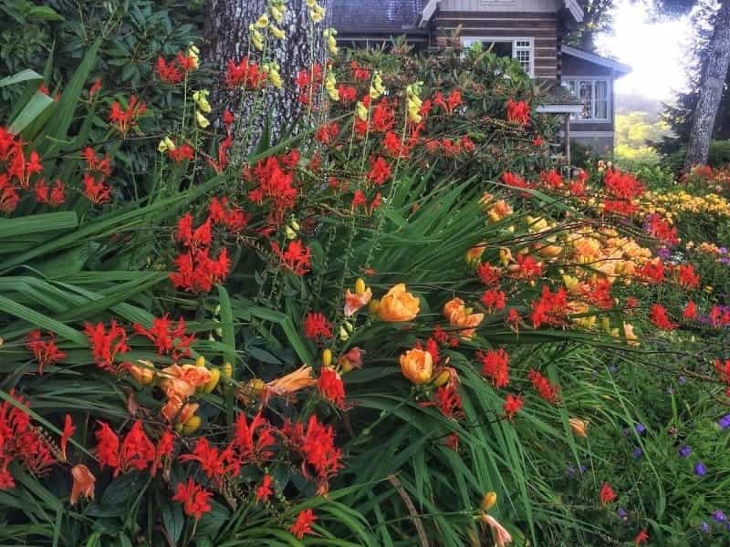 Montbretia Lucifer Flower - Latin Name - Crocosmia Lucifer Stock Photo,  Picture And Royalty Free Image. Image 104307323.