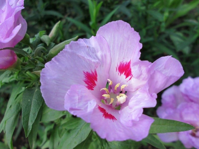 Mountain Garland Seeds - Clarkia Unguiculata Wild Flower Seed