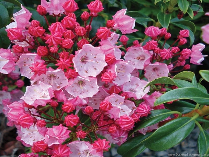 Mountain Laurel - More Than a Rhododendron - Kalmia latifolia - YouTube